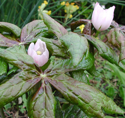 Podophyllum hexandrum